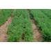 OHAKUNE CARROTS  750 Gram Bag